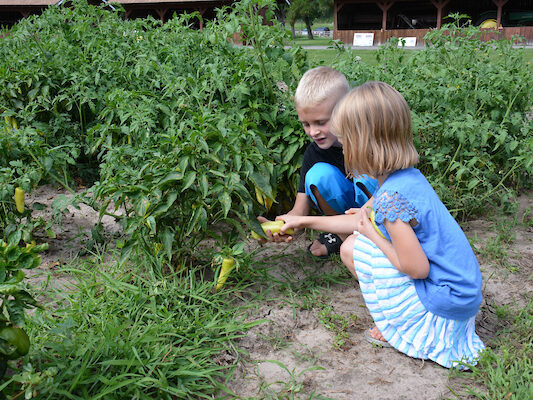 Two white young children holding vegetables in a garden
