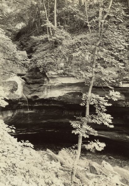 One tree is visible in the foreground, and water is running down the rock face near the cave entrance.